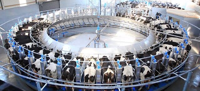rotary milking parlour